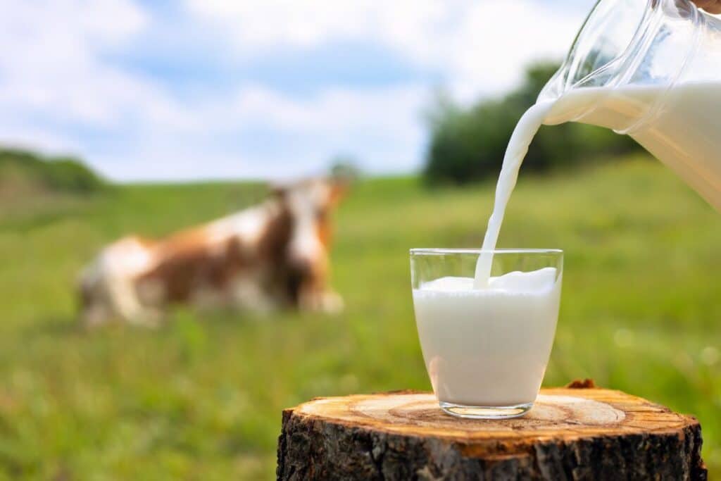A glass of milk being poured with a cow laying in the grass in the background.