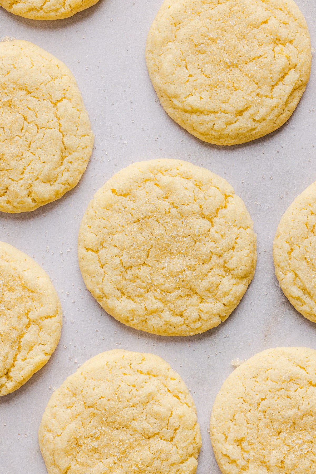 Whole wheat sugar cookies cooling on a white parchment lined baking sheet.